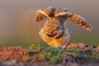 Burrowing owl stretching and waking up at dusk southern Arizona Art Print